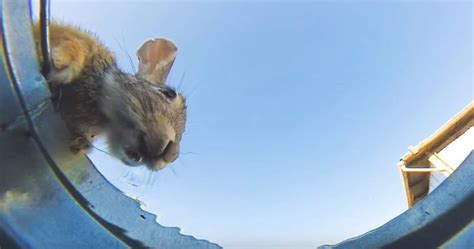 Guy Hides Camera In Bucket Of Water To See Who Comes To Drink, And Result Doesn’t Disappoint ...