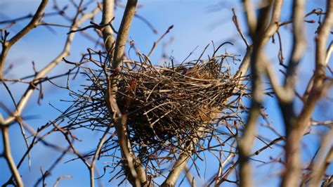 Experiments hint at why bird nests are so sturdy