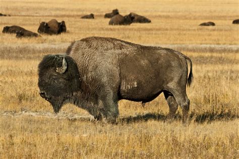 Big Bison Bull | This big American Bison bull has been playi… | Flickr