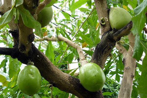 Hal 2 : Buah Berenuk Jarang Didengar Tapi Manfaatnya Banyak, Coba Saja - GenPI.co JABAR