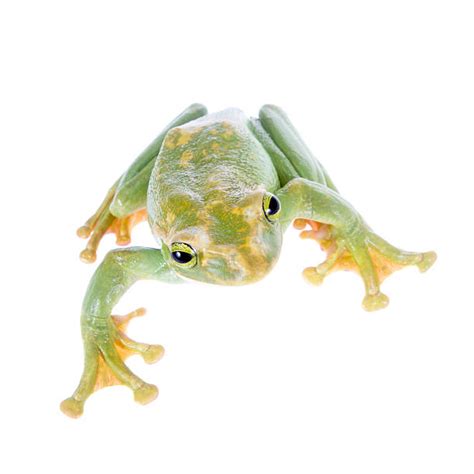 Best Frog Feet Stock Photos, Pictures & Royalty-Free Images - iStock