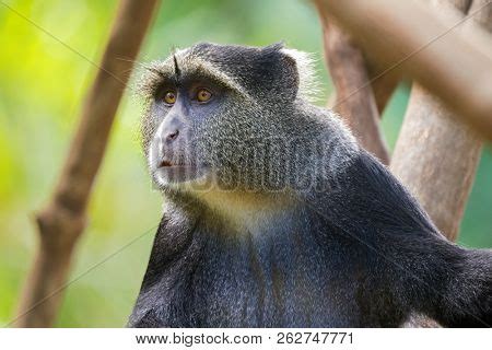 Closeup Sykes' Monkey Image & Photo (Free Trial) | Bigstock