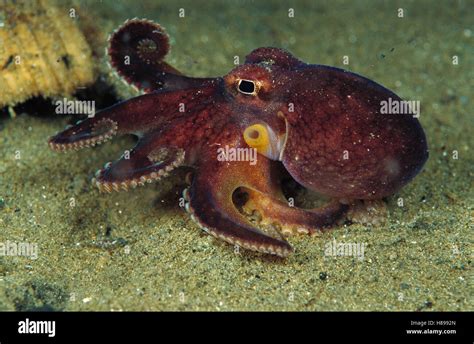 Octopus (Octopus sp) portrait showing siphon, Papua New Guinea Stock Photo - Alamy