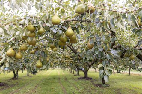 Pear Tree Lifespan: How Long Do These Trees Live?