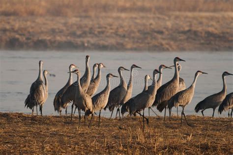 Sandhill Cranes on the Platte River Stock Photo - Image of morning, river: 82608306