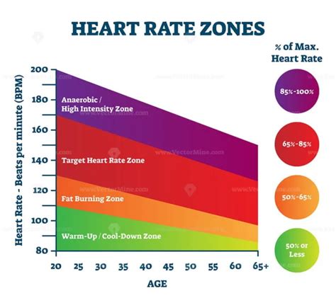 Heart rate zones vector illustration - VectorMine