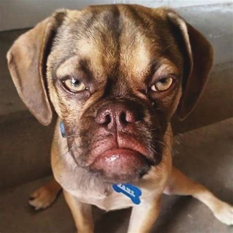 Could Earl The Puggle Be The Grumpiest Dog Ever?