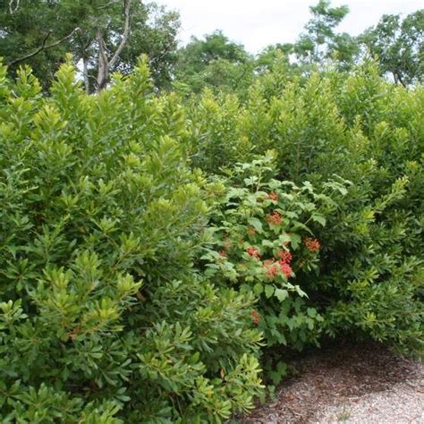 Northern Bayberry in 2021 | Shade shrubs, Shrubs, Plants