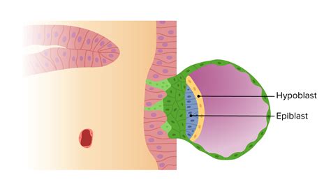 Embryoblast and Trophoblast Development | Concise Medical Knowledge