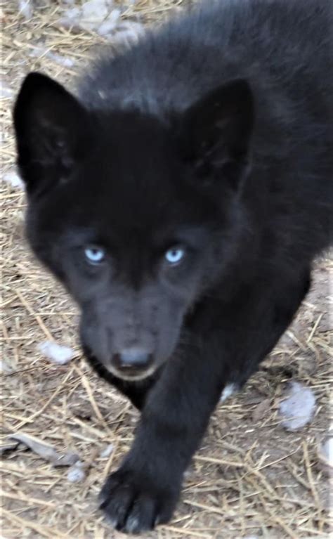 black wolf dog | wolfdog Black Blue Eyed😍 (blackfire Kennel-blackfire ... | Wolf dog, Wolf ...