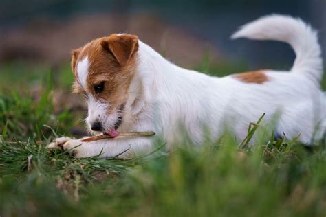 What to do if your dog has intestinal worms - Vetster