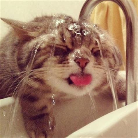 funny cat bath - Dump A Day