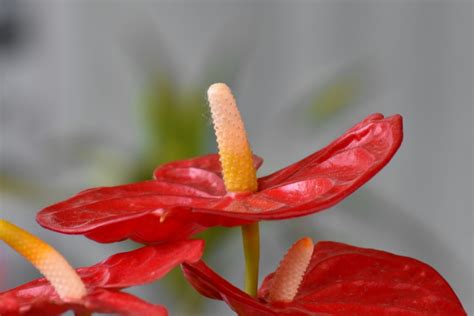 Free picture: exotic, flower, pistil, tropical, plant, nature, leaf, flora, summer, bright