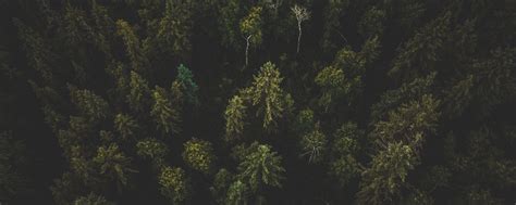 Download wallpaper 2560x1024 forest, aerial view, trees, tops, dark ultrawide monitor hd background