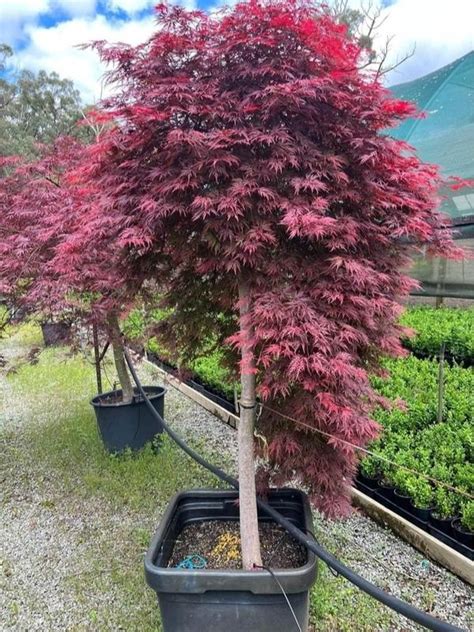 Acer palmatum Advanced Weeping Japanese Maples - Neth Green