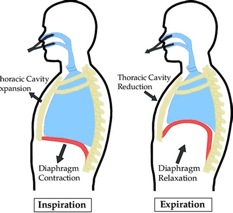 Simplified illustration of the physical motion during inspiration and... | Download Scientific ...