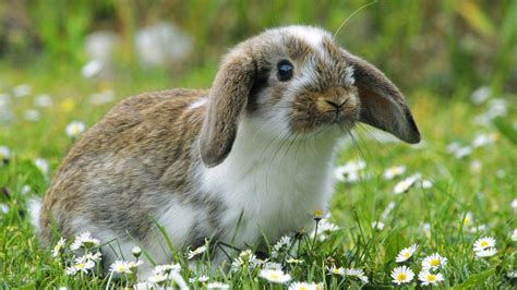 Bunny Wallpapers - Wallpaper Cave