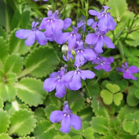 Lobelia Erinus Seeds, Midnight Purple, Flower Seeds#111 – Rooted Retreat