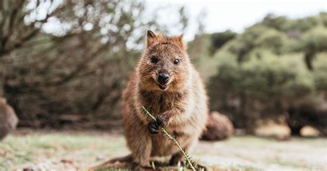 Quokka: The Happiest Animal on Earth? | Answers in Genesis