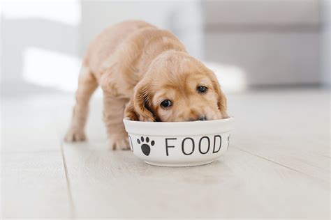 Sensitive Stomach Dog Food: 6 Ways to Tame the Tummy | PetHonesty