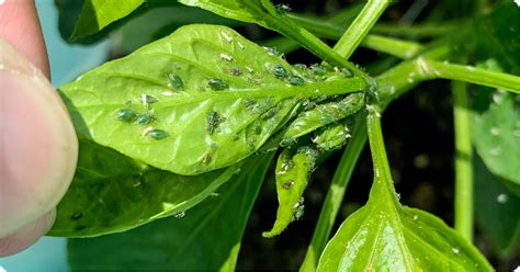 Tips for Aphid Control & Treatment | IFA’s Blog