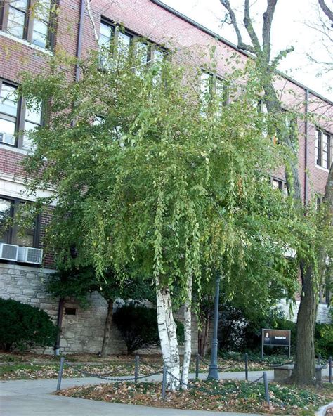 SILVER WEEPING BIRCH TREE White European Betula Pendula Alba 50 Seeds | Property Room