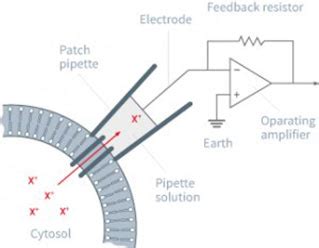 Patch-Clamp - Neuroservice