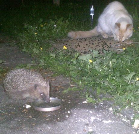 Do badgers or foxes eat hedgehogs? - Hedgehog Street