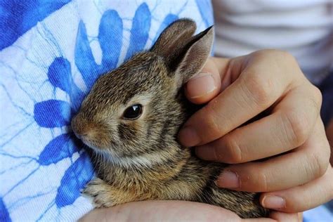 How To Care For A Newborn Rabbit? - Bunny Horde