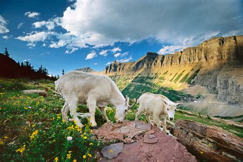 Mountain Goats, Glacier National Park, Montana, USA - Art Wolfe