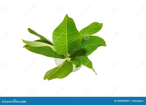 Walnut Tree Leaves Isolated on a White Background Stock Photo - Image ...