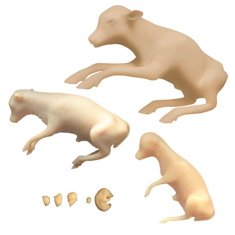 Bovine Fetal Development Models - Realityworks