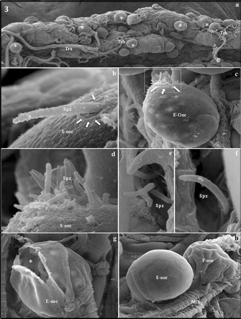 Plasmodium vivax sporozoites escaping from oocysts. a Low-power ...