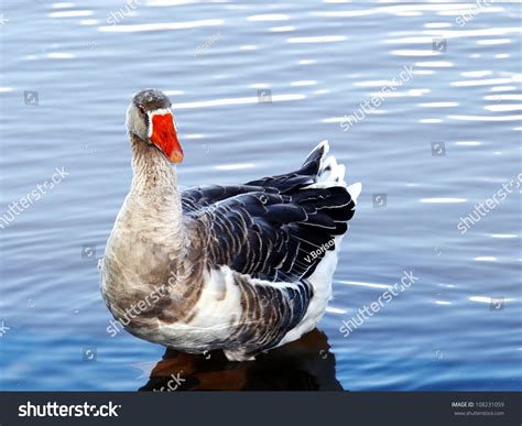 14,430 Male goose Images, Stock Photos & Vectors | Shutterstock