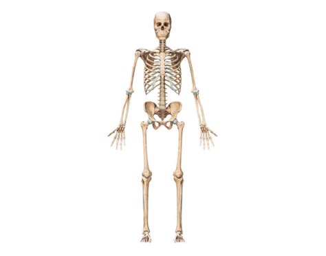 Major Bones in the Human Body (Anterior View) Quiz