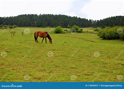 Wulong Fairy Mountain Grassland Stock Image - Image of people ...