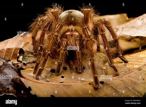 Goliath bird eating spider (Theraphosa blondi Stock Photo - Alamy