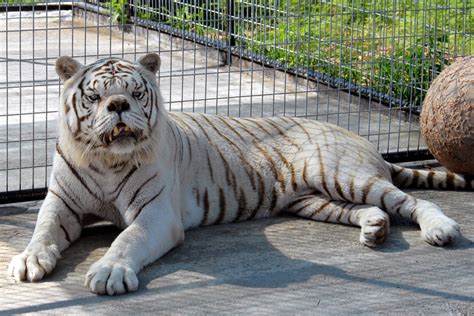 White Tiger Inbreeding - Animal Ethics RI