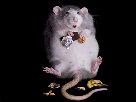 Wallpaper : rat, fat, food, chocolate 1400x1050 - wallup - 656054 - HD Wallpapers - WallHere