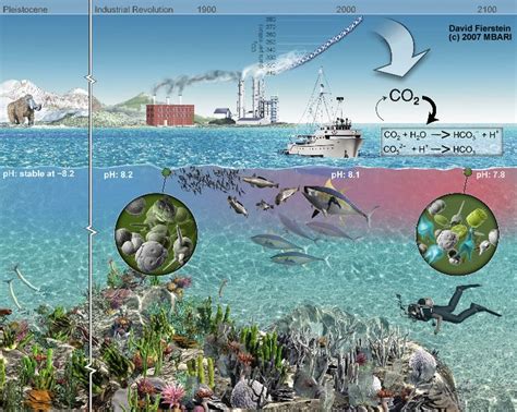 Acidification timeline of anthropogenic CO2 and acidification | Ocean ...