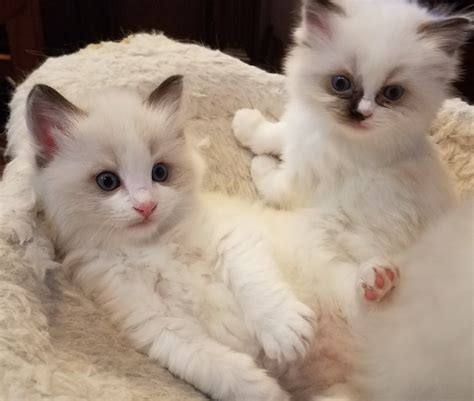 Ragdoll Cats For Sale | Los Angeles, CA #297096 | Petzlover