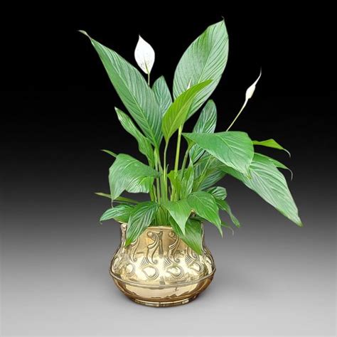 Antiques Atlas - Art Nouveau Brass Planter Jardiniere as033a3116 / 6369