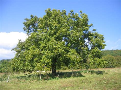 Juglans regia | English Walnut - Leafland Limited | Best Price | Buy ...