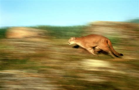 California Officials Kill Mountain Lion After It Attacks 5-Year-Old Boy ...