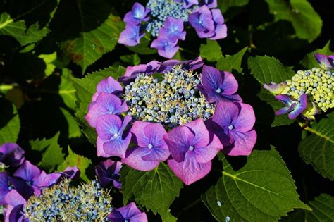 What You Should Know about Hydrangea Meanings and History