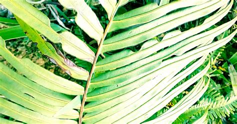 Ferns- The Non flowering plant