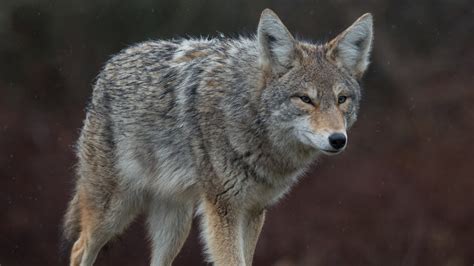 Coyote attacks pets, people in Columbia apartment complex | wltx.com