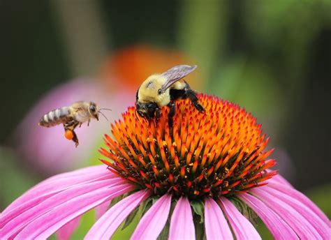 Bee Pollination 101: How Do Bees Pollinate Step By Step?