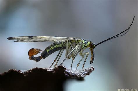 scorpion fly | Macro photos, Creature design, Creatures