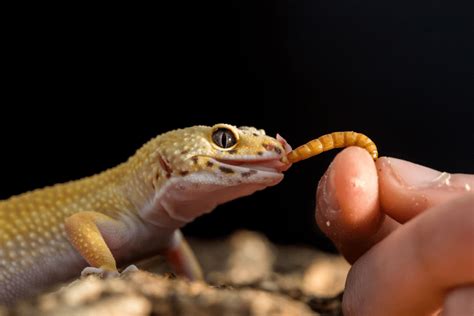 What Leopard Geckos Eat: Food List, Diet Info